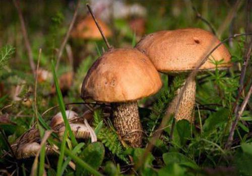 歷時8年，宏臻生物建成全球唯一工廠化牛肝菌栽培研發(fā)生產(chǎn)基地