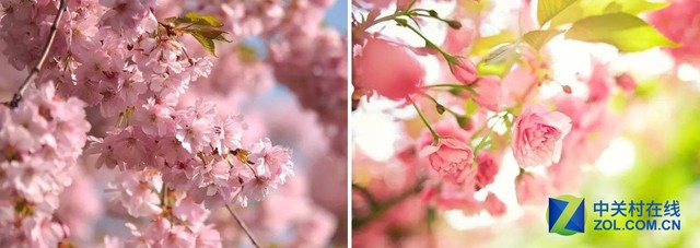 賞花正當(dāng)時(shí) 花粉過敏的小伙伴們?cè)趺雌? 